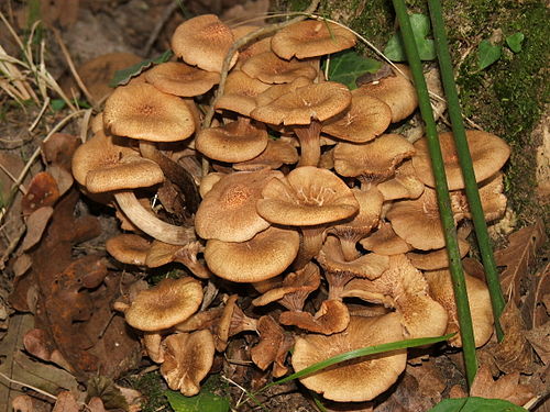 Armillaria tabescens